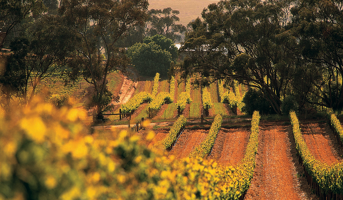 SIsters Run Gomersal vineyard